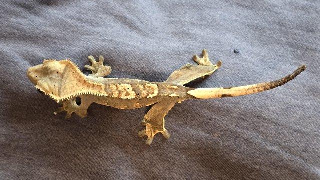 Image 5 of Crested geckos 4 to 8 months old, all home bred