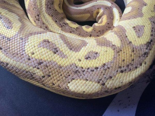 Image 2 of Royal / Ball python, Banana Cinnamon (male)
