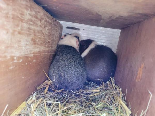 Image 2 of Guinea pig female x2 live together come with cage