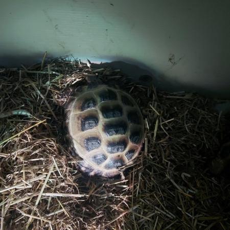 Image 1 of 3-5 year old Horsefield Tortoises