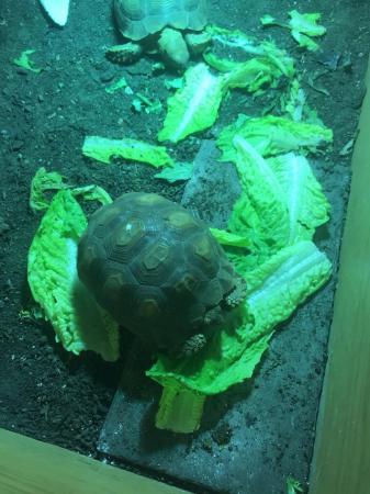 Image 5 of Two lovely Sulcata tortoises for sale