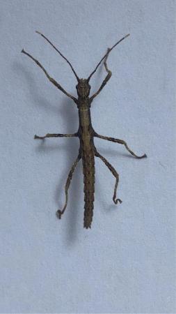 Image 2 of Mix and Match stick insects 50p each (uk + postage £2) *READ