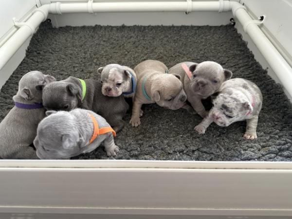 Image 48 of French bulldog Puppys quality litter PP avail