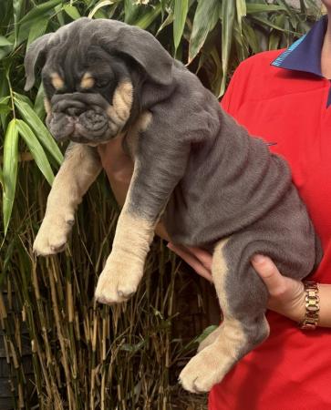 Image 1 of 2 fully suited Blue and Tan english bulldogs