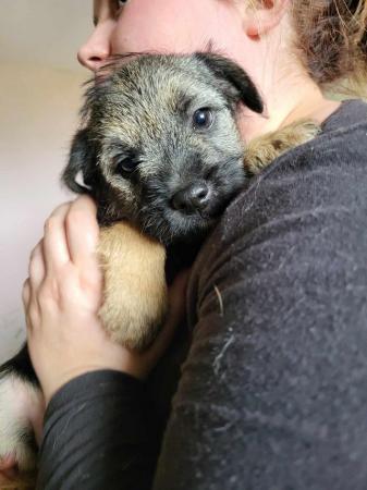 Image 22 of READY TO LEAVE KC registered Border Terrier Puppies