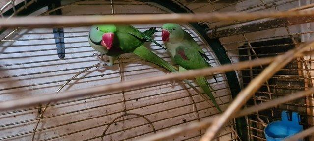 Image 5 of Alexandrine pair for sale ready for breeding