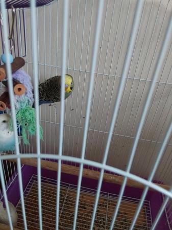 Image 1 of 6 month old budgies 3 males and 1 female