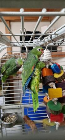 Image 11 of Handreared Tame Amazon parrots. **Super Rare**