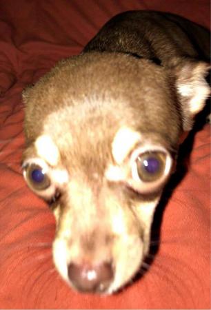 Image 11 of DELILAH - a Delectable, Miniature Chocolate Chihuahua Girl !