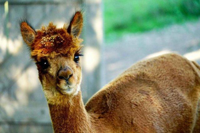 Preview of the first image of Female Alpacas For Sale. 3 Non-breeding, 3 Breeding.