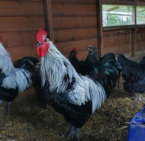 Image 1 of NOW Available Norfolk Gray Rare Breed Chickens-Hatching eggs