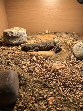 Image 5 of Uromastyx Lizard and complete set up