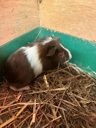 Image 1 of Mixed litter of three Guinea Pigs