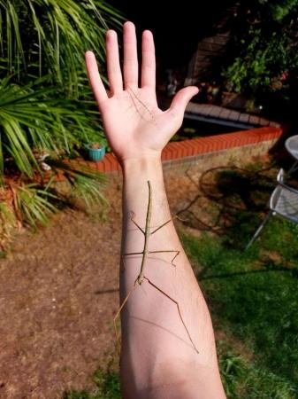 Image 3 of RARE Togian Island Stick Insects (Ramulus togianense)