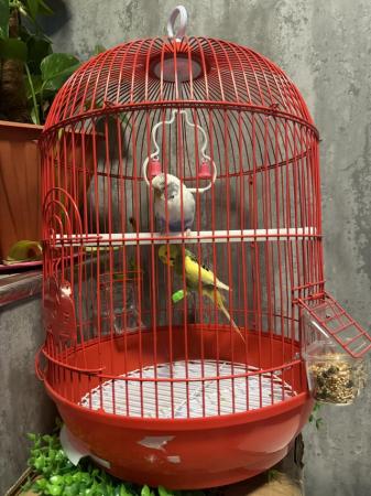 Image 5 of Pair of budgies with cage
