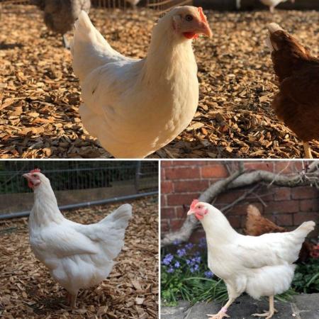 Image 2 of Amber Hybrid chickens at Point of Lay