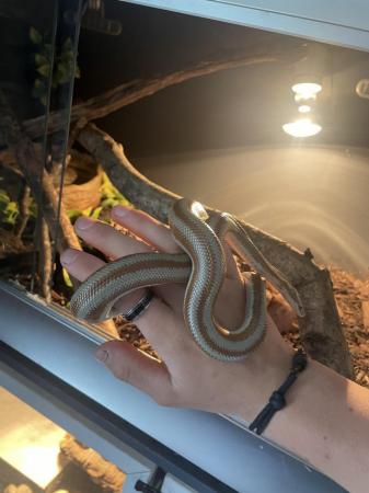 Image 4 of 3year old rosy boa for sale