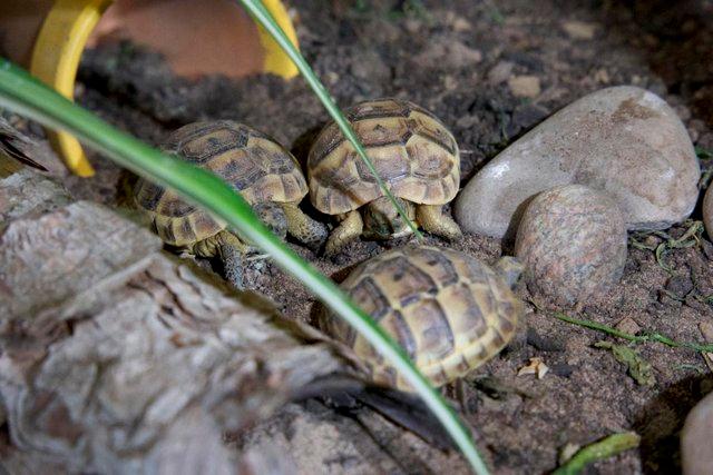 Preview of the first image of 2023 Turkish Spur-Thighed baby tortoises.