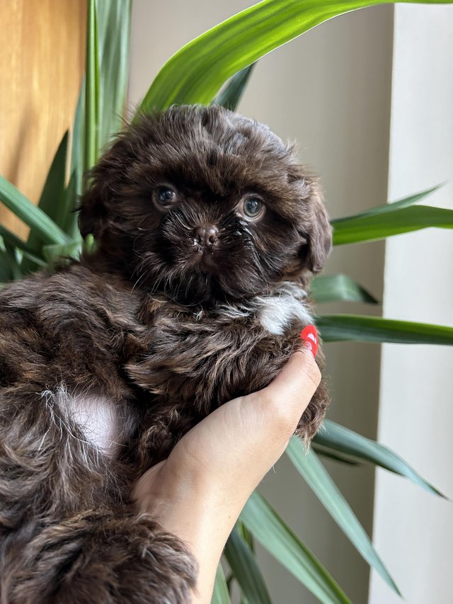 Preview of the first image of K.C REGISTERED IMPERIAL SHIH TZU.
