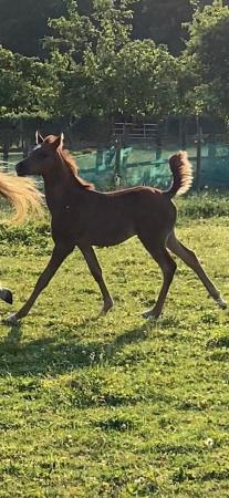 Image 3 of 2023 Pure Bred Arabian Colt Foal