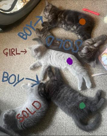Image 1 of BBSH X Blue/Grey British Tabby kittens 3 available