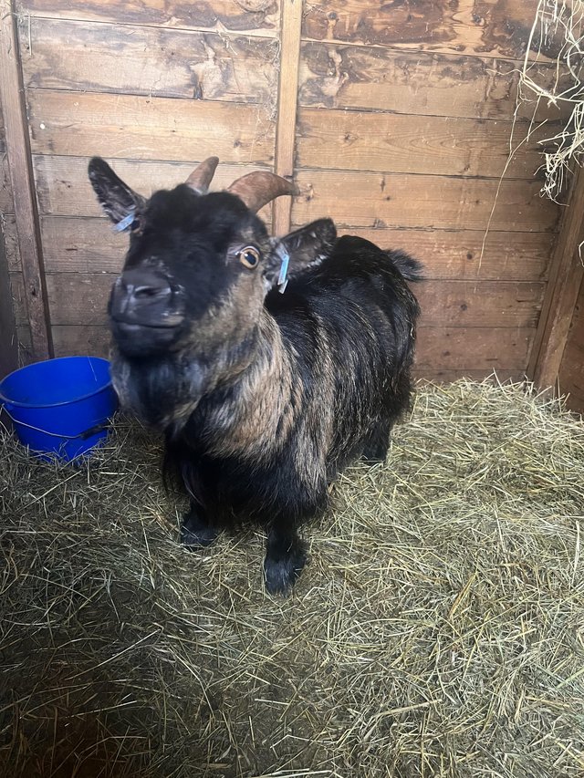 Preview of the first image of ***RESERVED***Pedigree Registered female Pygmy goats.