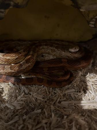 Image 5 of 2 x 5yr Old Corn Snakes for sale