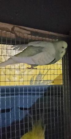 Image 4 of Cockatiels and budgies for sale