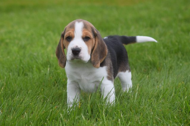 Image 9 of Gorgeous, Chunky Beagle Puppies