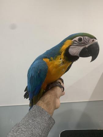 Image 11 of Baby HandReared Silly Tame Cuddly Blue & Gold Macaw