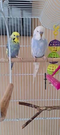 Image 1 of I have 2 Budgies for sale