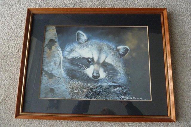 Image 2 of Polyanna Pickering print, framed (Raccoon)