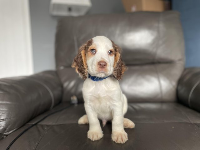 Preview of the first image of 1 boy cocker spaniel left ready now.