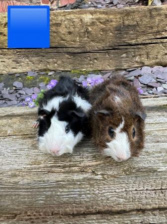 Image 4 of Guinea pigs male and female for sale. Sheffield.