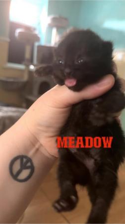 Image 1 of 2 beautiful kittens for sale