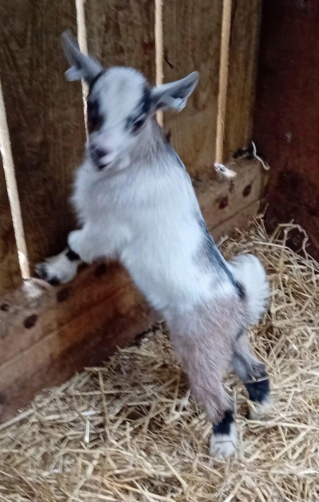 Preview of the first image of Pygmy Goat kid for sale - beautiful tri markings.