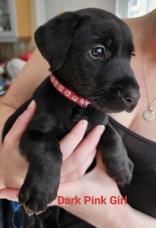 Image 10 of Doberman x Labrador puppies for sale
