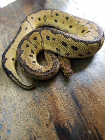 Image 1 of Red Stripe Clown 1.0 Male Ball Python