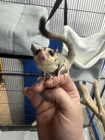 Image 4 of Various sugar gliders for sale all females