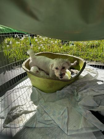 Image 2 of 2 boy Maltese pups for sale