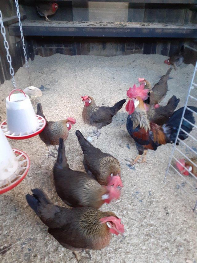 Preview of the first image of For sale 6 Brown leghorn hens..