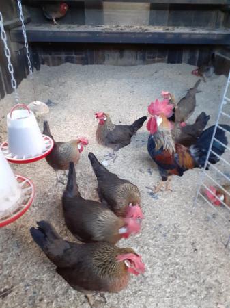 Image 1 of For sale 6 Brown leghorn hens.