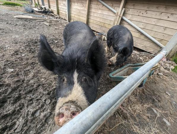 Image 1 of Breeding trio of Pure Berkshire pigs available