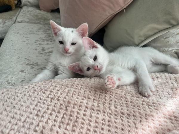 Image 1 of One beautiful white kitten for sale