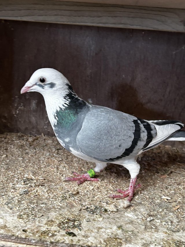 Preview of the first image of Racing pigeons well bred **last few remaining**.