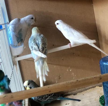 Image 4 of Young budgies looking for good homes