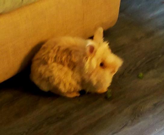 Image 1 of Female double-maned lionhead 6 months