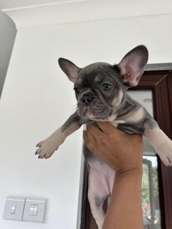 Image 6 of KC registered French Bulldogs
