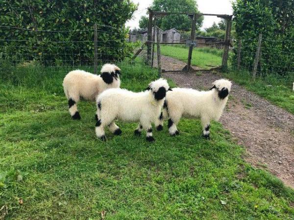 Image 2 of Valais Blacknose Ewe Lambs available