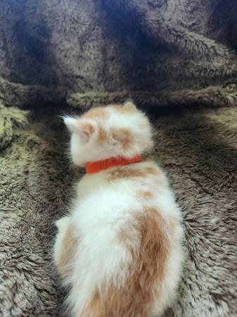 Image 5 of Tica reg Red bicolour smooth coated selkirk rex male